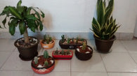 Plantas