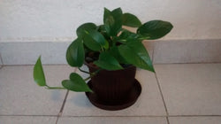 Planta Teléfono 2