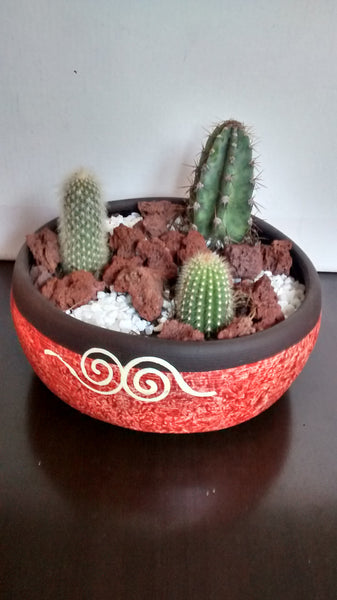 Cactus maceta