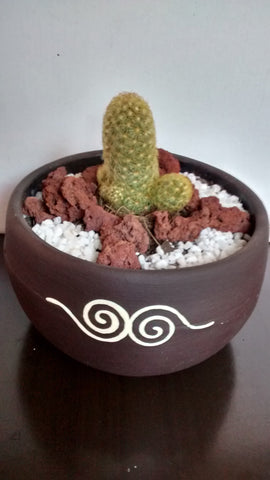 Cactus maceta 2