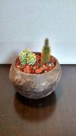 Cactus maceta 7