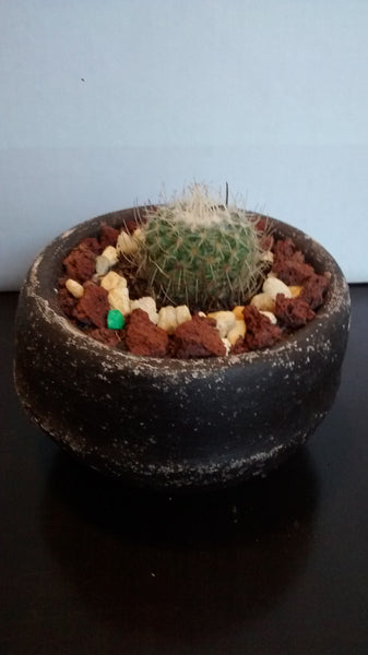 Cactus maceta 11