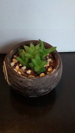 Cactus maceta 14