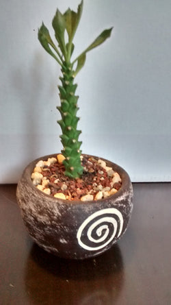 Cactus maceta 16