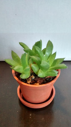 Cactus maceta 17