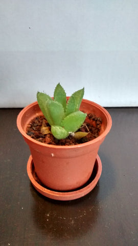 Cactus maceta 18