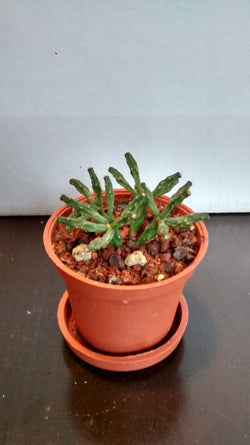 Cactus maceta 19