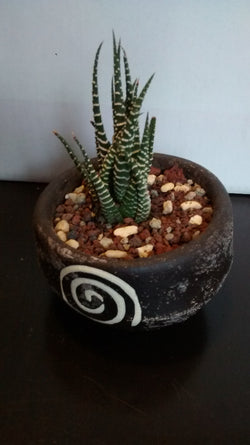 Cactus maceta 22