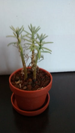 Cactus maceta 28