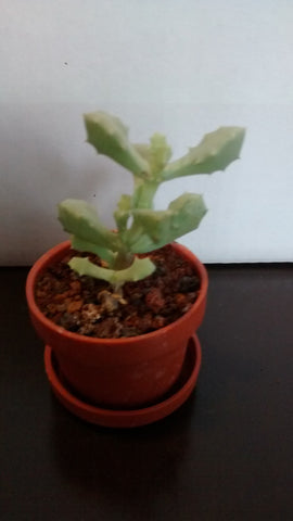 Cactus maceta 29