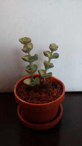 Cactus maceta 34